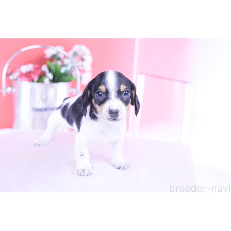 販売中の愛知県のミニチュアダックスフンド(スムースヘアード)-429082の10枚目