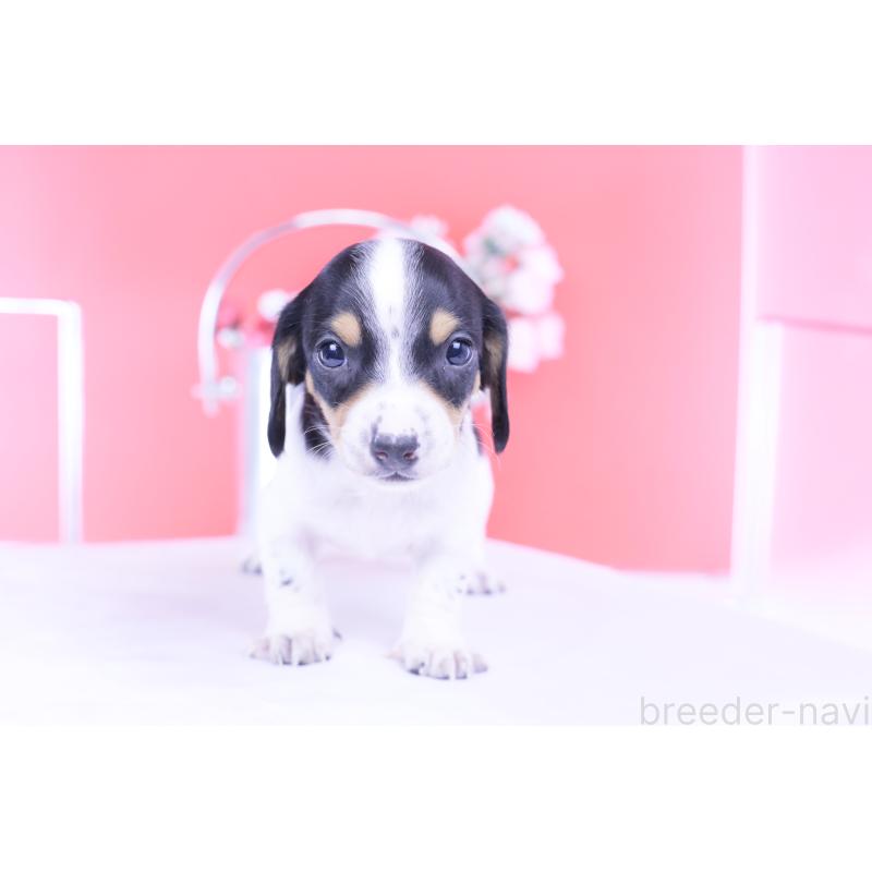 販売中の愛知県のミニチュアダックスフンド(スムースヘアード)-429082の9枚目