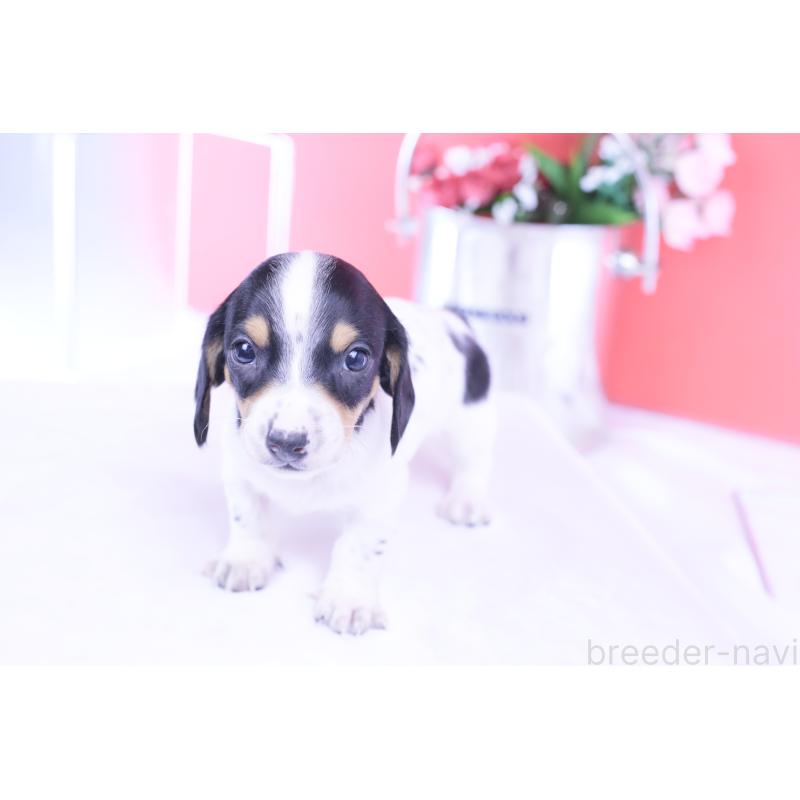 販売中の愛知県のミニチュアダックスフンド(スムースヘアード)-429082の8枚目