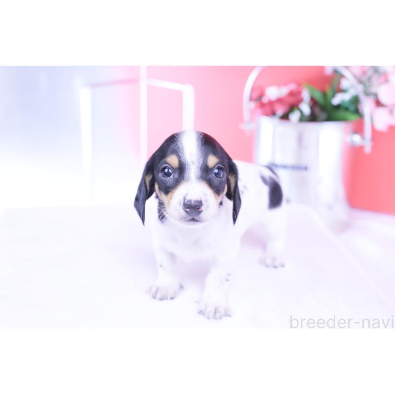 販売中の愛知県のミニチュアダックスフンド(スムースヘアード)-429082の7枚目