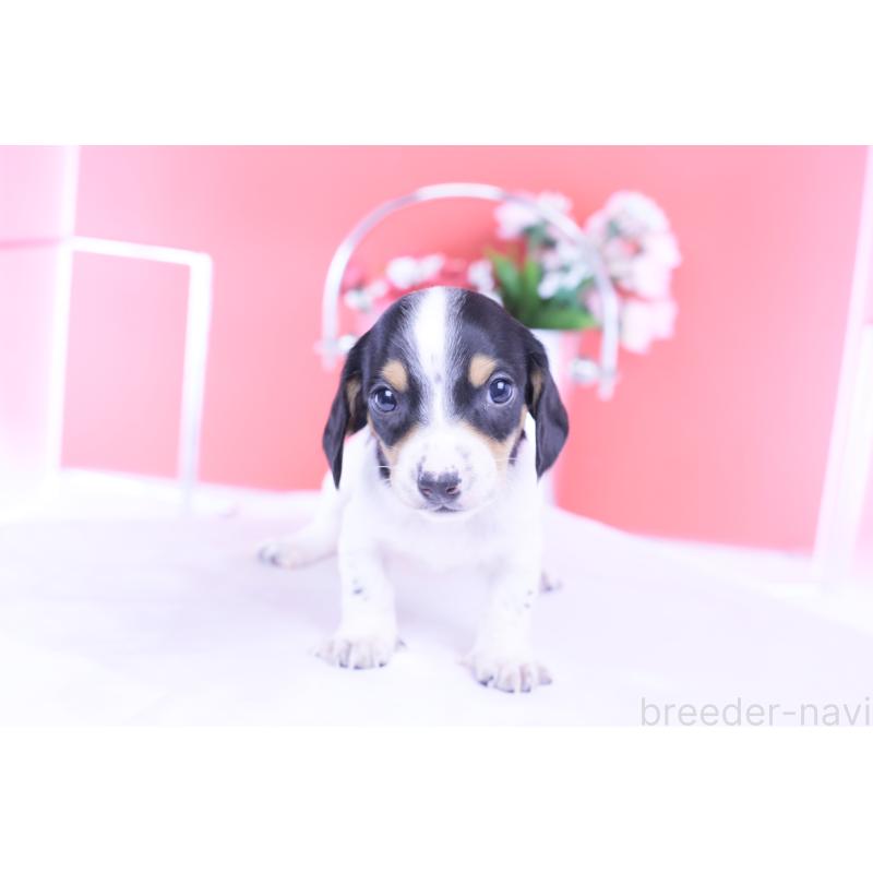 販売中の愛知県のミニチュアダックスフンド(スムースヘアード)-429082の6枚目