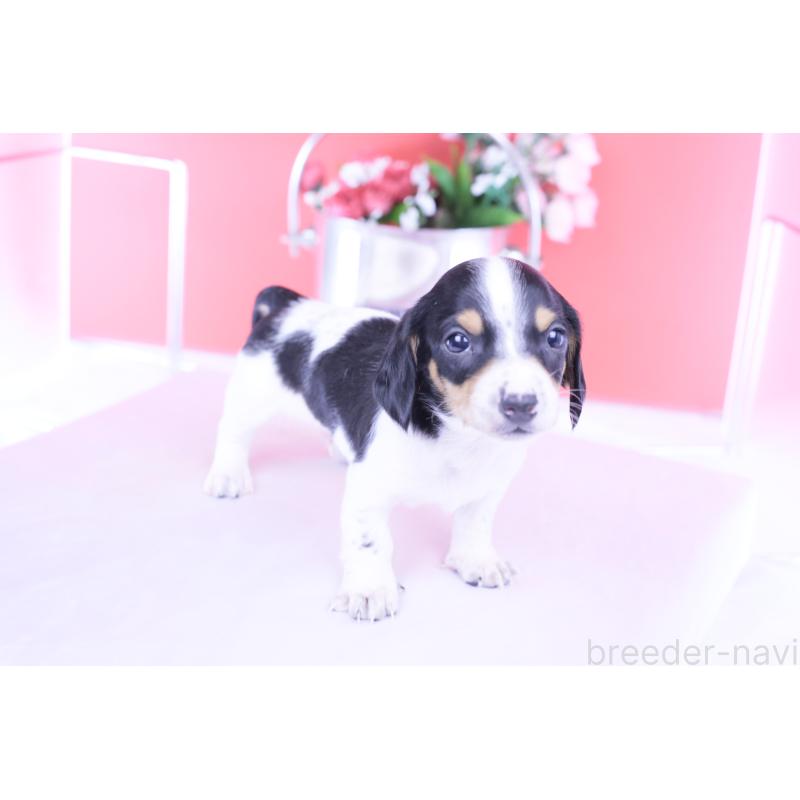 販売中の愛知県のミニチュアダックスフンド(スムースヘアード)-429082の5枚目