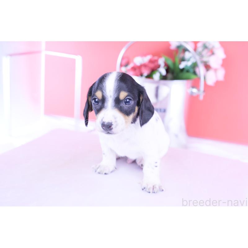 販売中の愛知県のミニチュアダックスフンド(スムースヘアード)-429082の4枚目