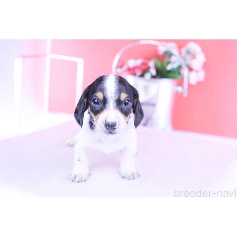 販売中の愛知県のミニチュアダックスフンド(スムースヘアード)-429082の2枚目