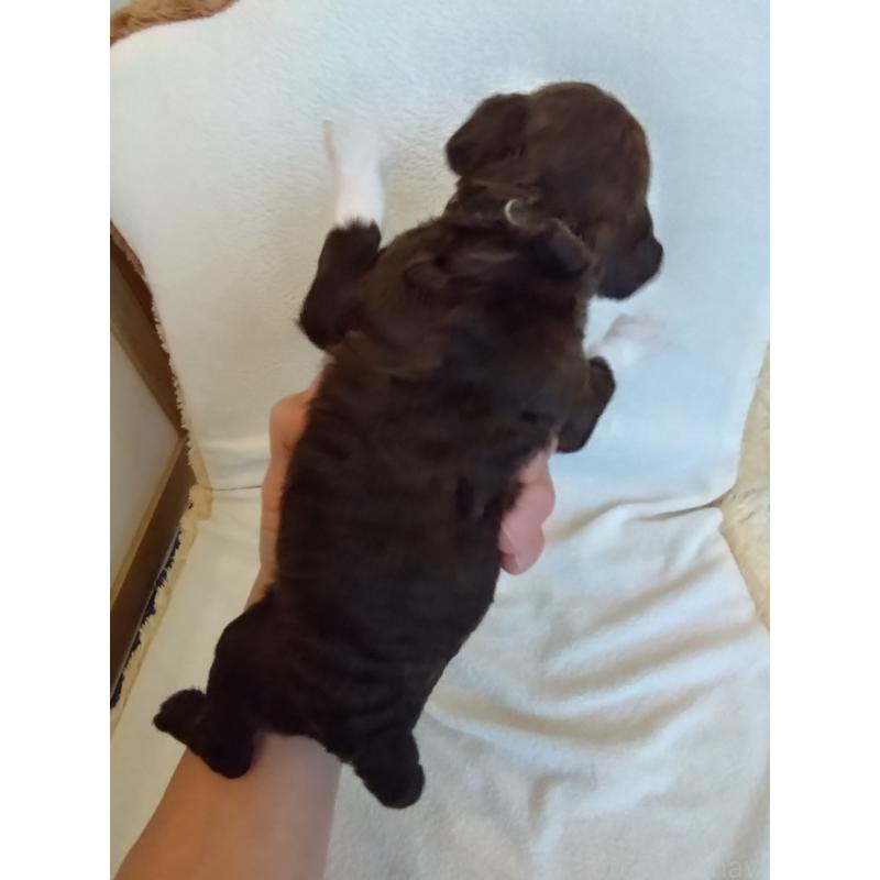 販売中の東京都のポーチュギーズウォータードッグ-429091の2枚目