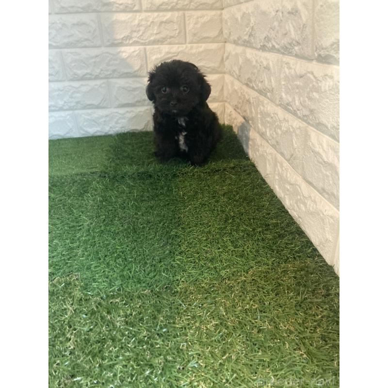 成約済の東京都のマルプー:マルチーズ×トイプードル-429095の9枚目