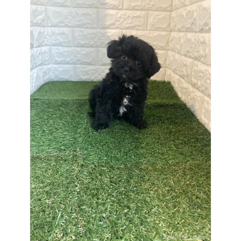 成約済の東京都のマルプー:マルチーズ×トイプードル-429095の7枚目