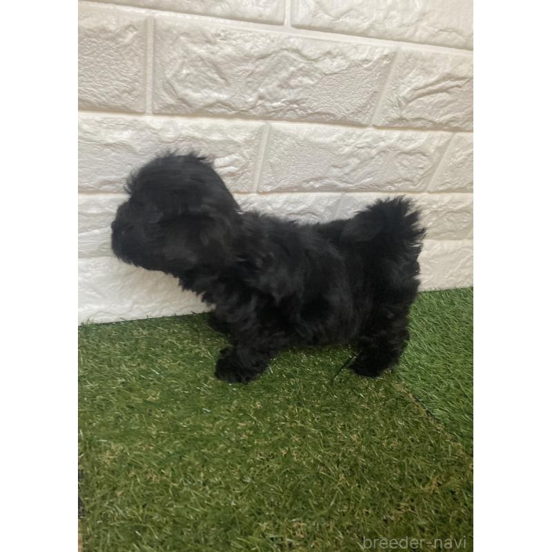 成約済の東京都のマルプー:マルチーズ×トイプードル-429095の5枚目