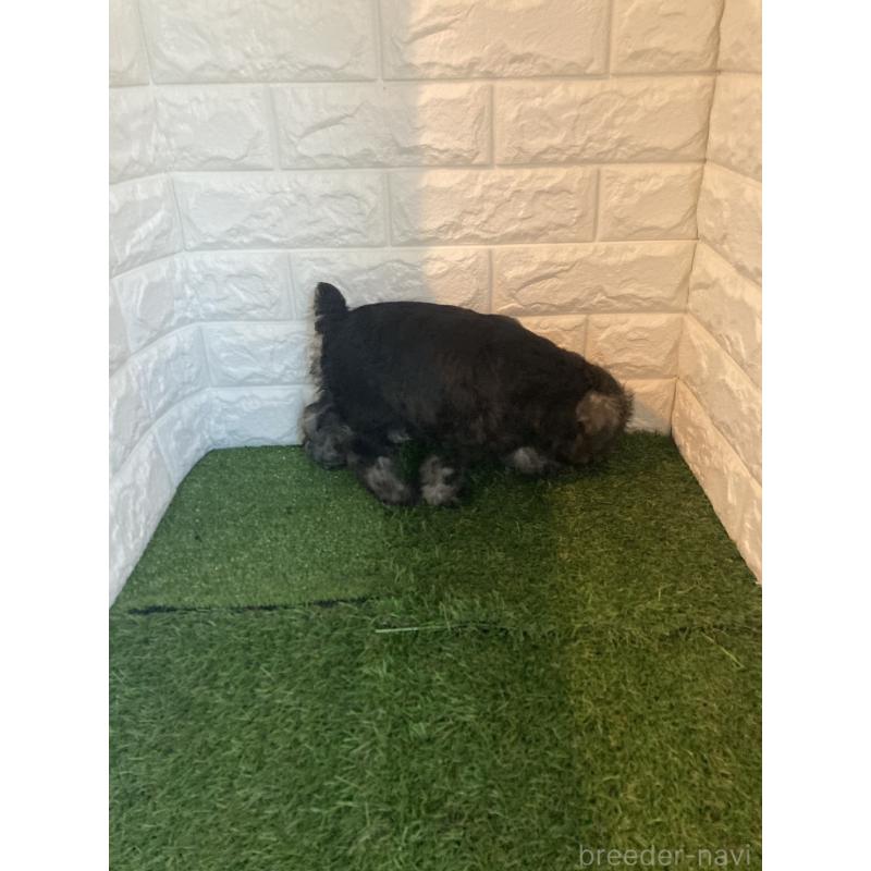 成約済の東京都のマルプー:マルチーズ×トイプードル-429095の2枚目