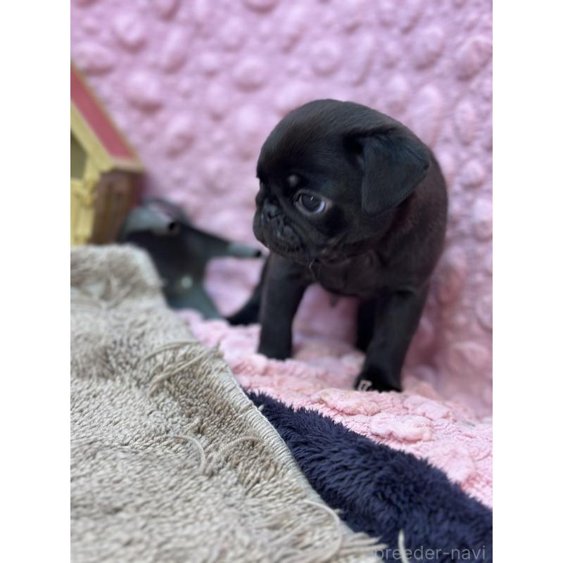 販売中の茨城県のパグ-429094の15枚目