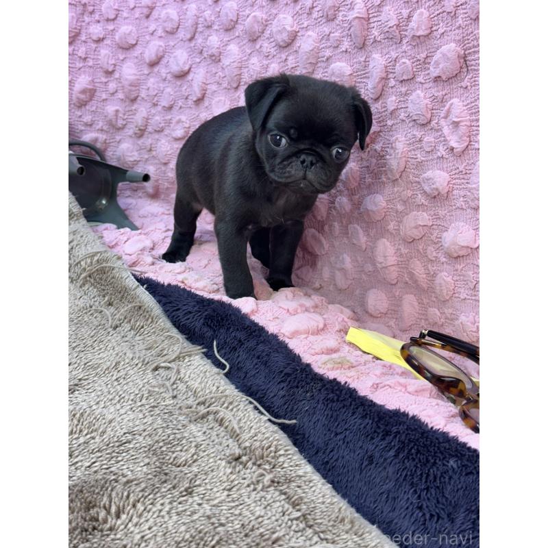 販売中の茨城県のパグ-429094の14枚目