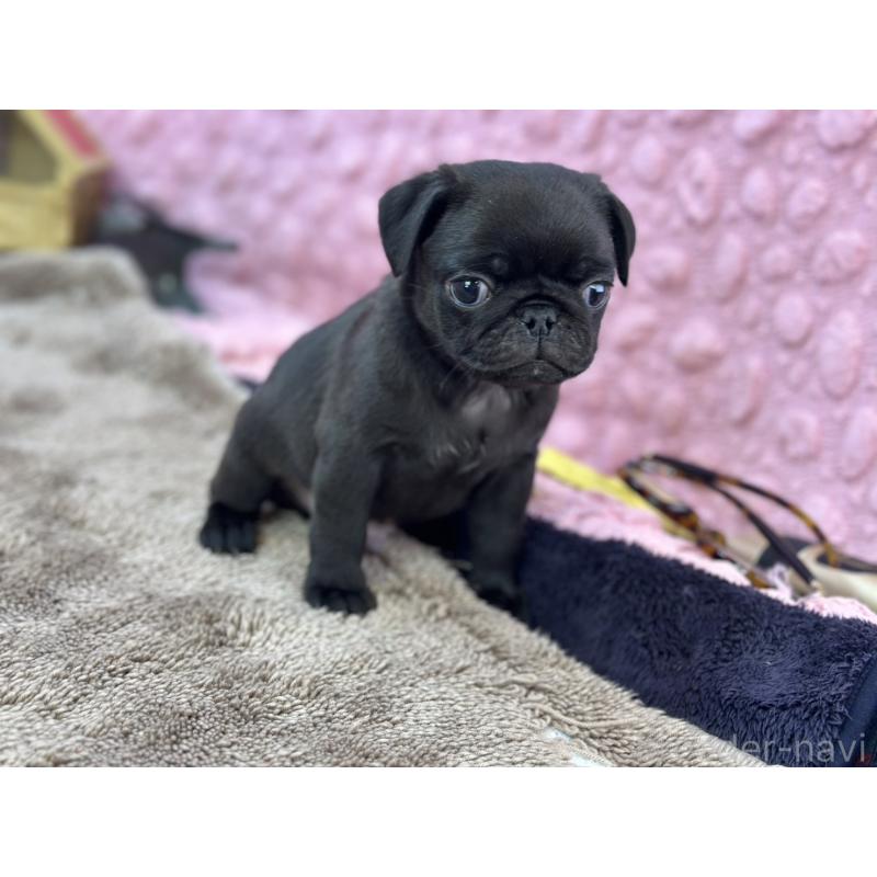 販売中の茨城県のパグ-429094の12枚目