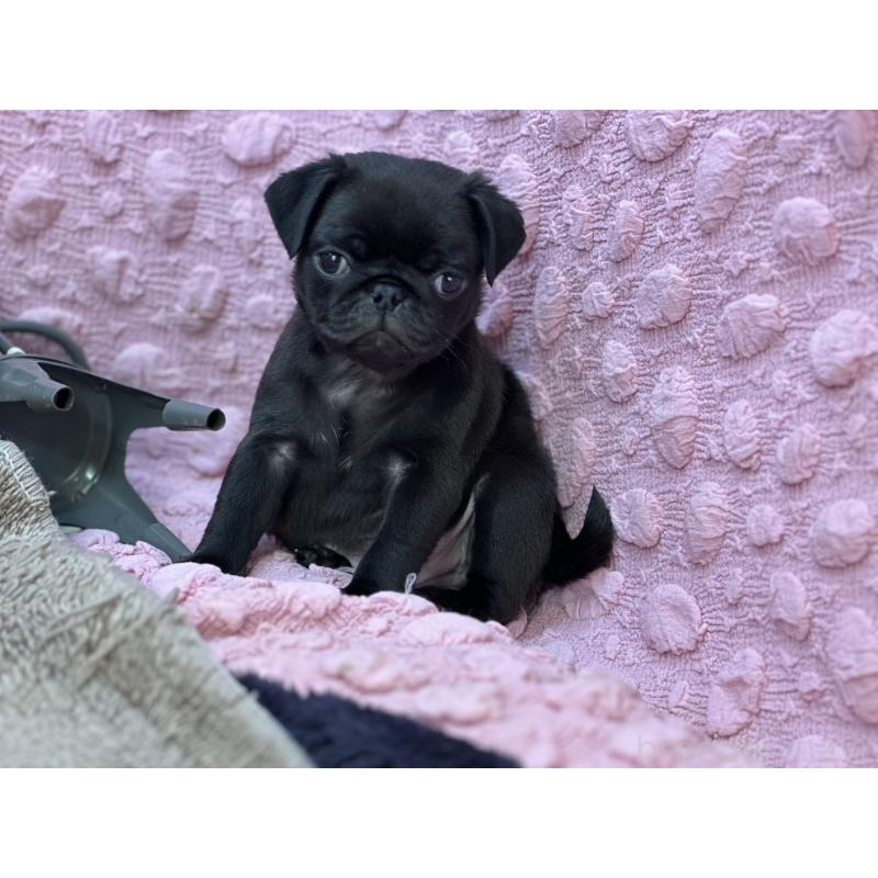 販売中の茨城県のパグ-429094の11枚目