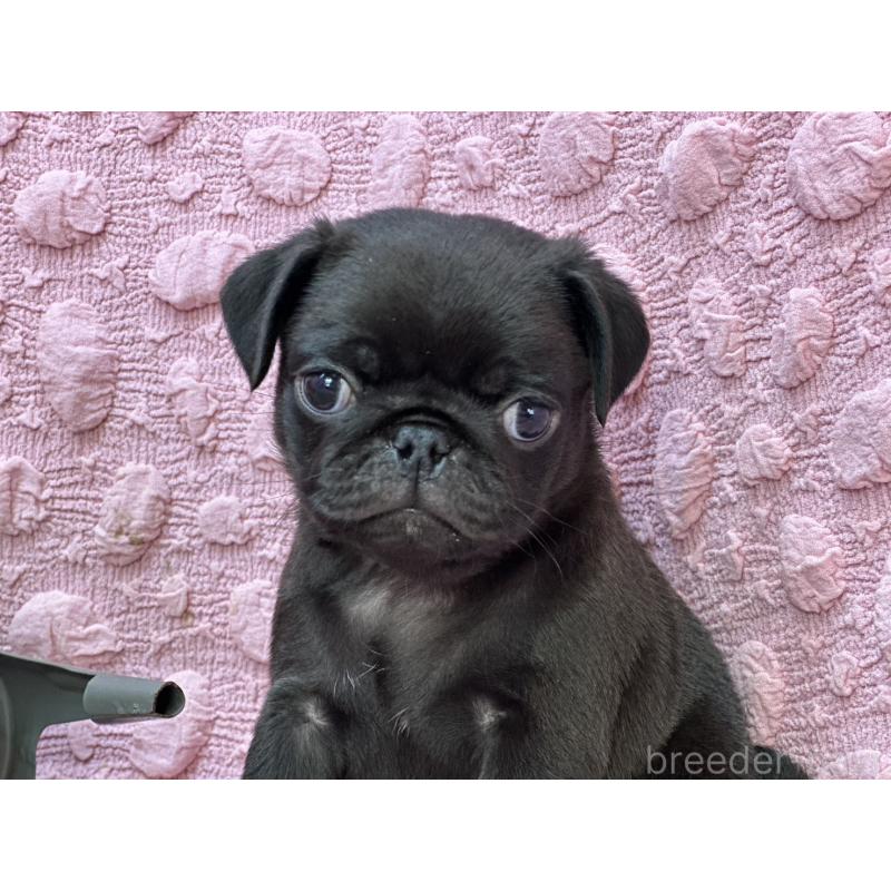 販売中の茨城県のパグ-429094の1枚目