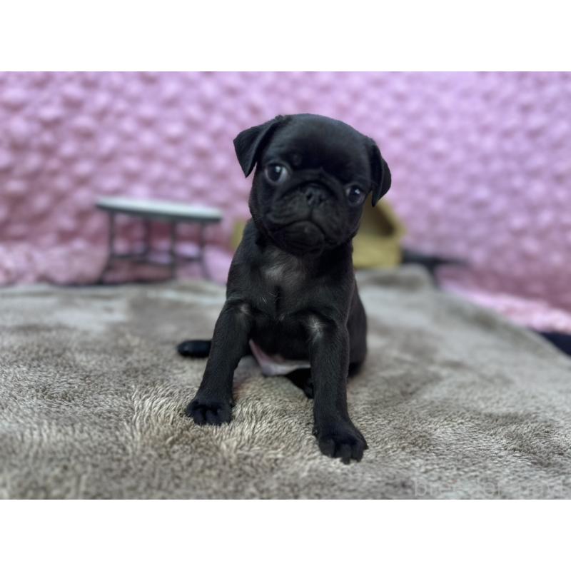 販売中の茨城県のパグ-429094の9枚目