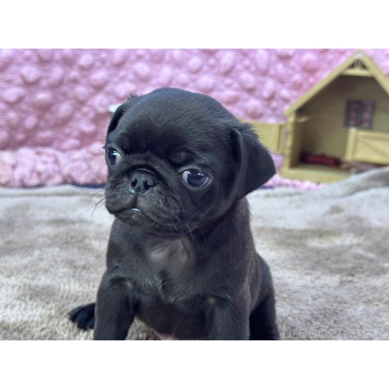 販売中の茨城県のパグ-429094の10枚目