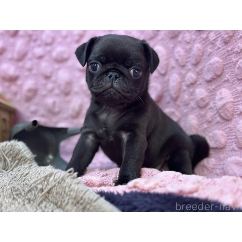 販売中の茨城県のパグ-429094の8枚目