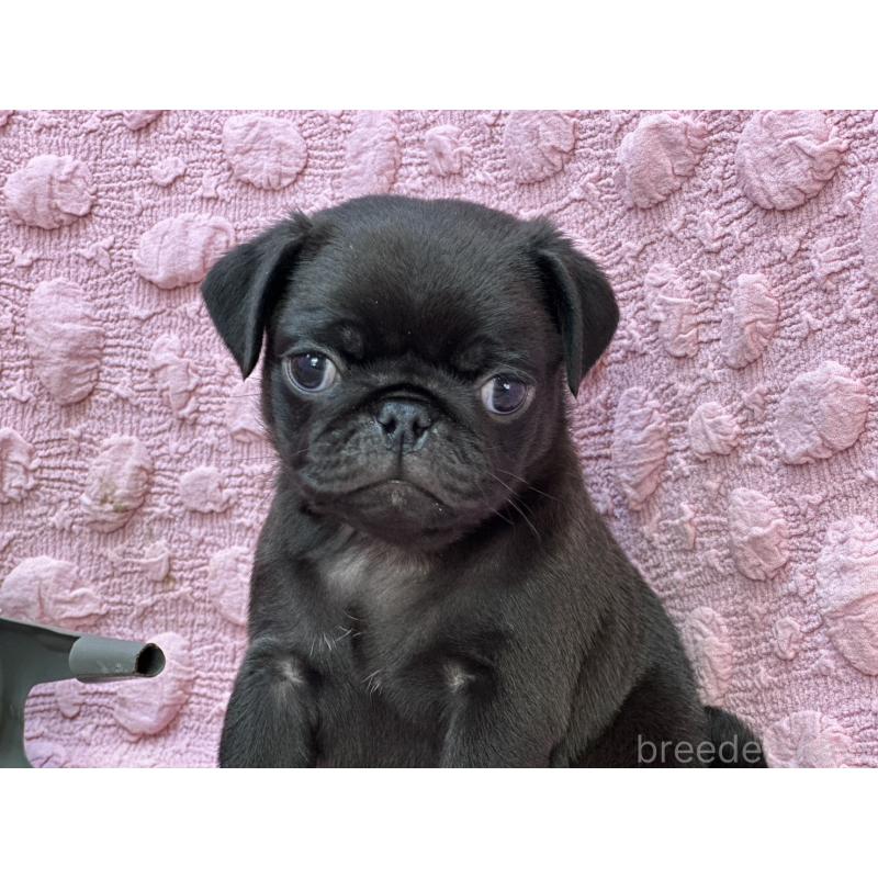 販売中の茨城県のパグ-429094の7枚目