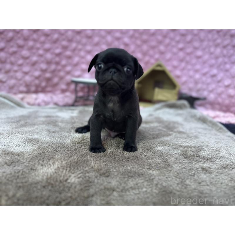 販売中の茨城県のパグ-429094の6枚目