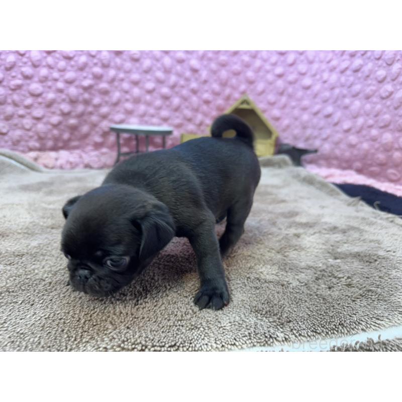 販売中の茨城県のパグ-429094の4枚目