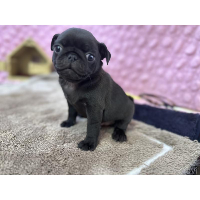 販売中の茨城県のパグ-429094の3枚目