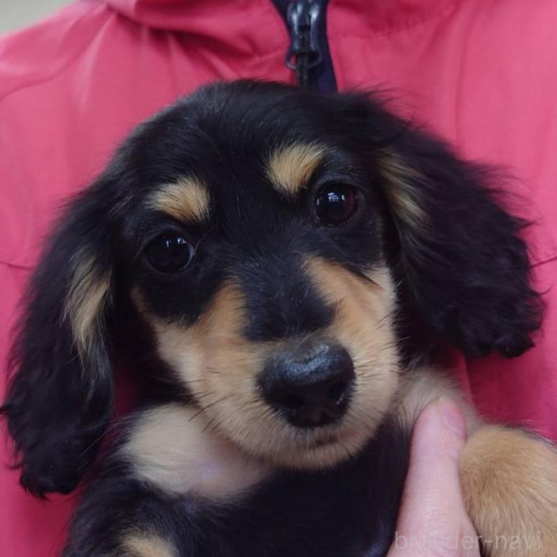 販売中の山口県のミニチュアダックスフンド(ロングヘアード)-423835