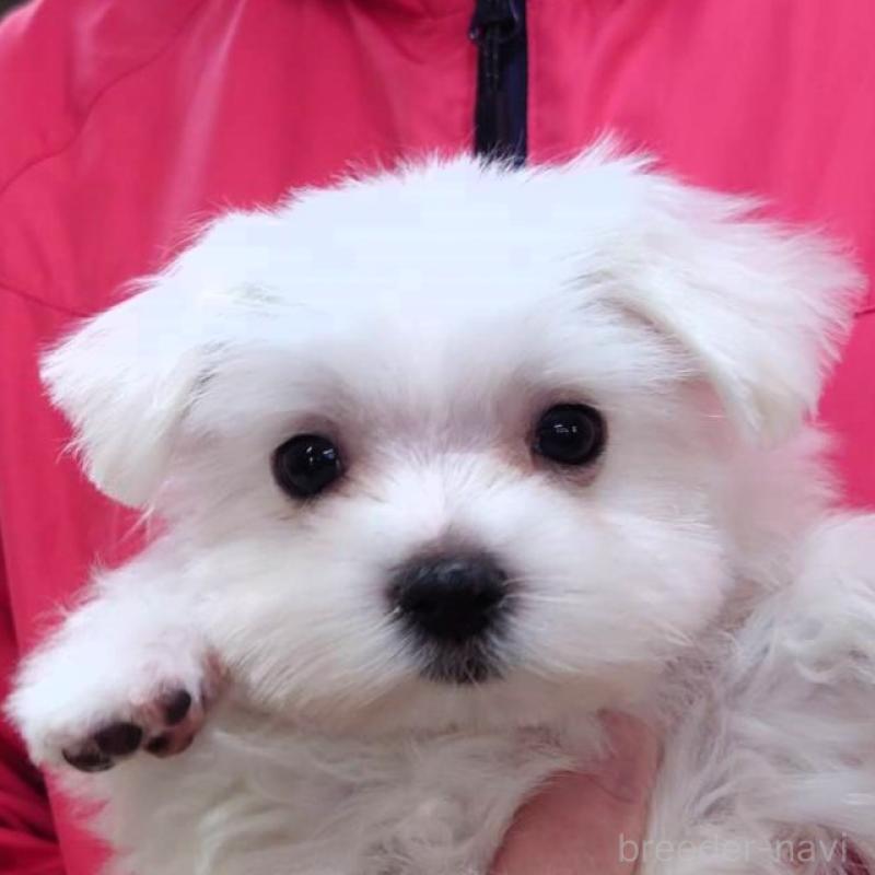 販売中の山口県のマルチーズ-423832