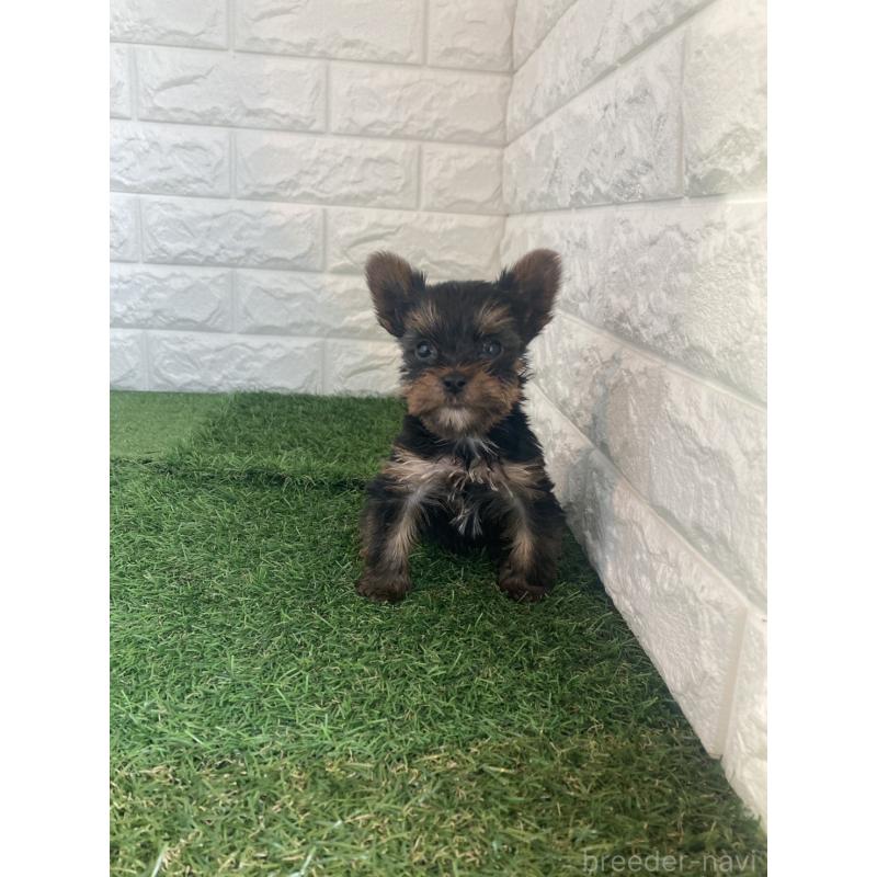 販売中の東京都のヨークシャーテリア-429096の5枚目