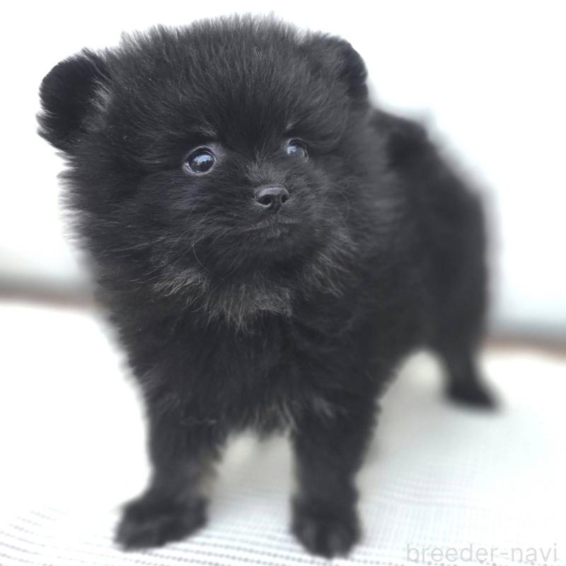 販売中の茨城県のポメラニアン-425545の20枚目