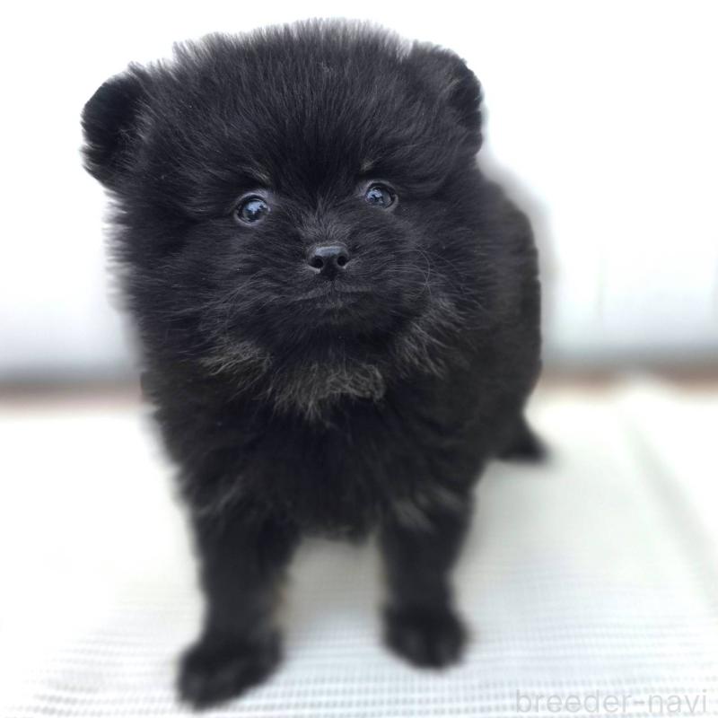 販売中の茨城県のポメラニアン-425545の19枚目