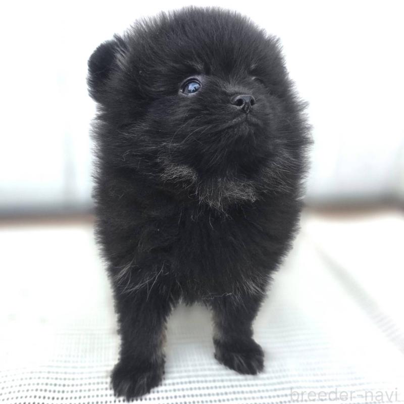 販売中の茨城県のポメラニアン-425545の18枚目