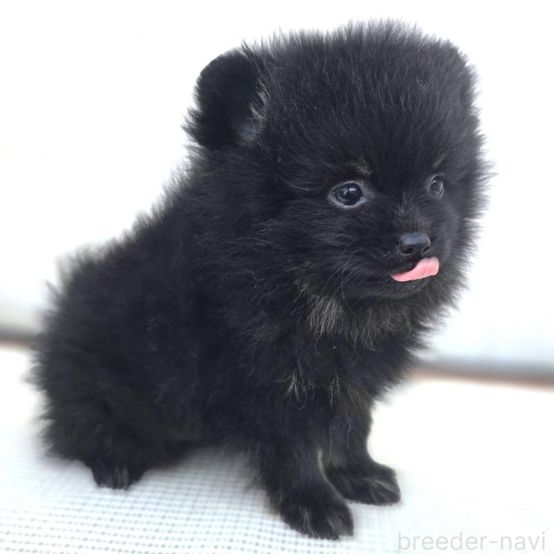 販売中の茨城県のポメラニアン-425545の15枚目