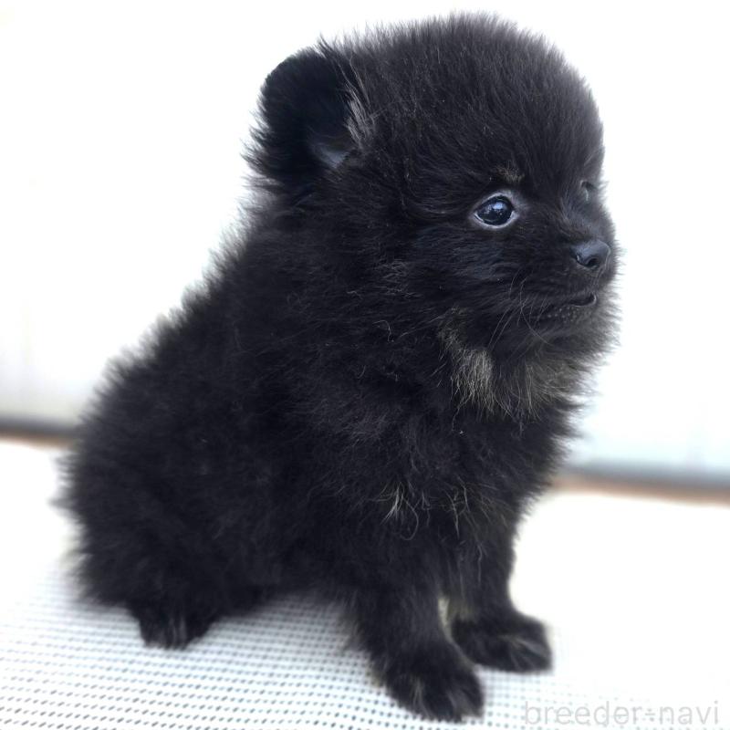 販売中の茨城県のポメラニアン-425545の14枚目