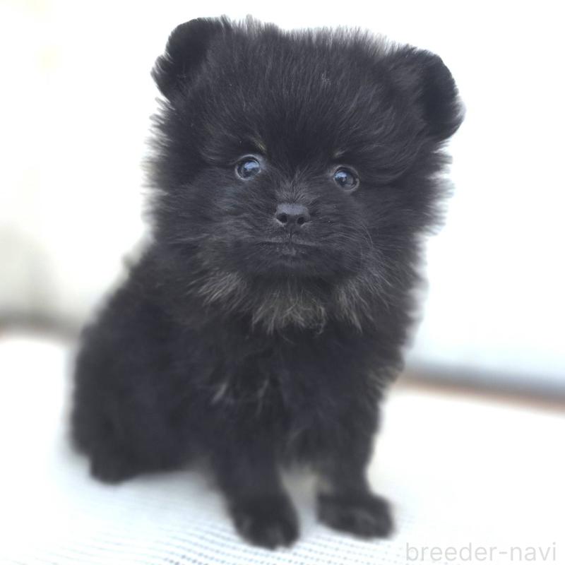 販売中の茨城県のポメラニアン-425545の13枚目