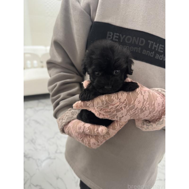 販売中の山梨県のミックス犬-429099の9枚目