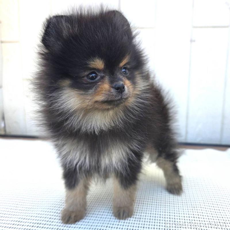 成約済の茨城県のポメラニアン-425547