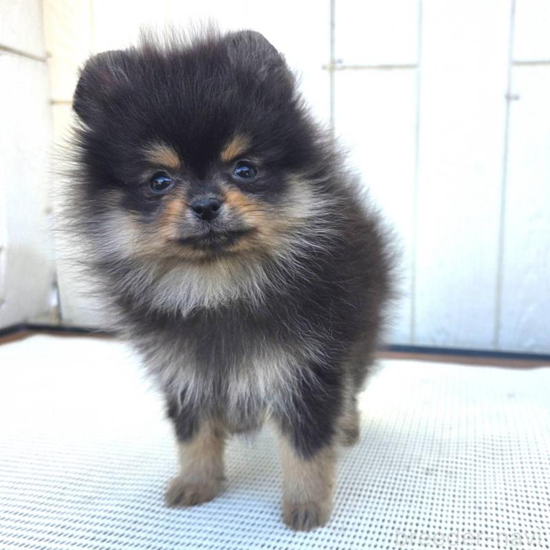 成約済の茨城県のポメラニアン-425547の10枚目