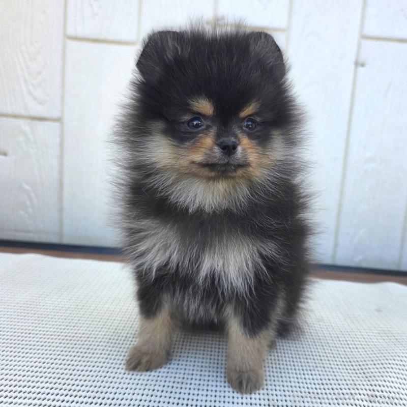 成約済の茨城県のポメラニアン-425547の8枚目