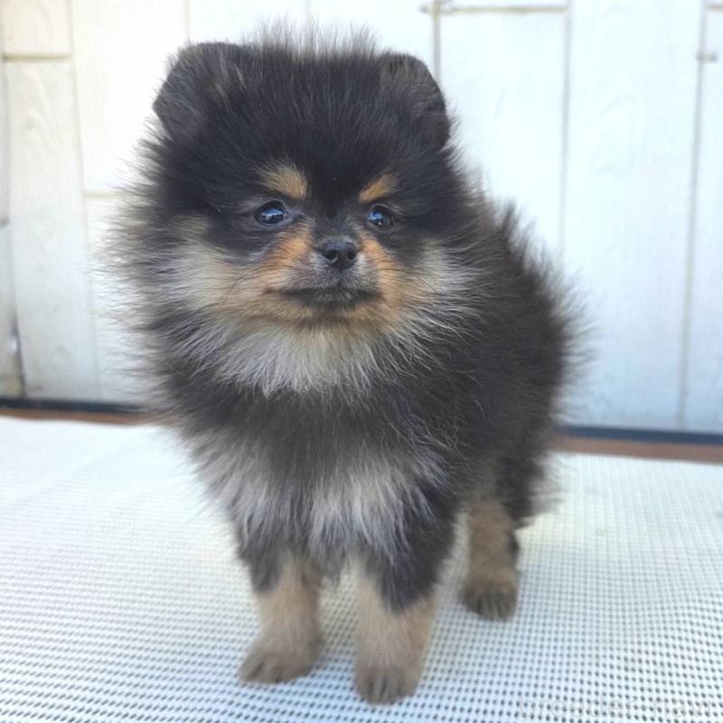 成約済の茨城県のポメラニアン-425547の7枚目