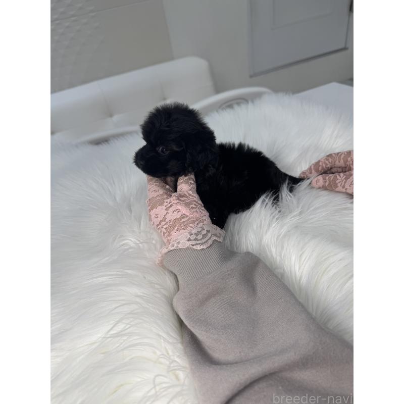 販売中の山梨県のミックス犬-429099の7枚目