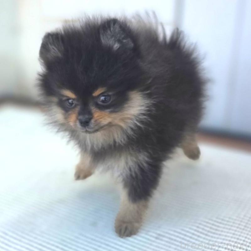 成約済の茨城県のポメラニアン-425547の5枚目