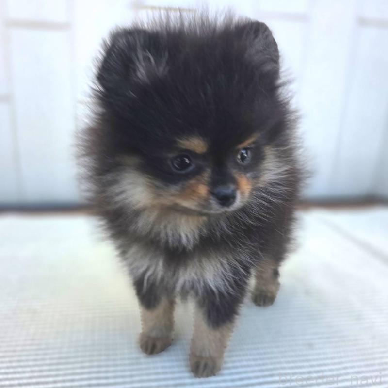 成約済の茨城県のポメラニアン-425547の3枚目