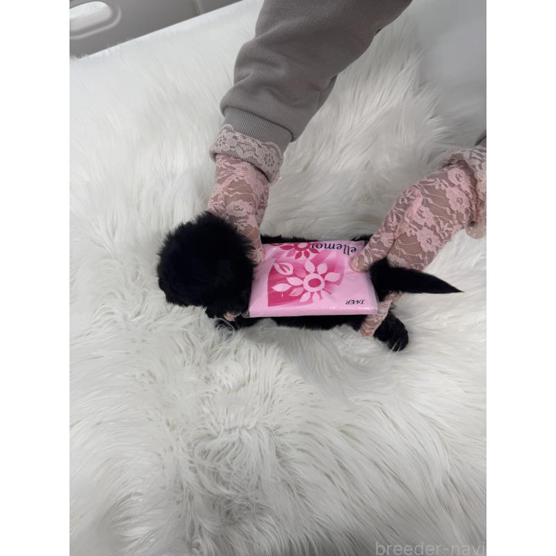 販売中の山梨県のミックス犬-429099の6枚目