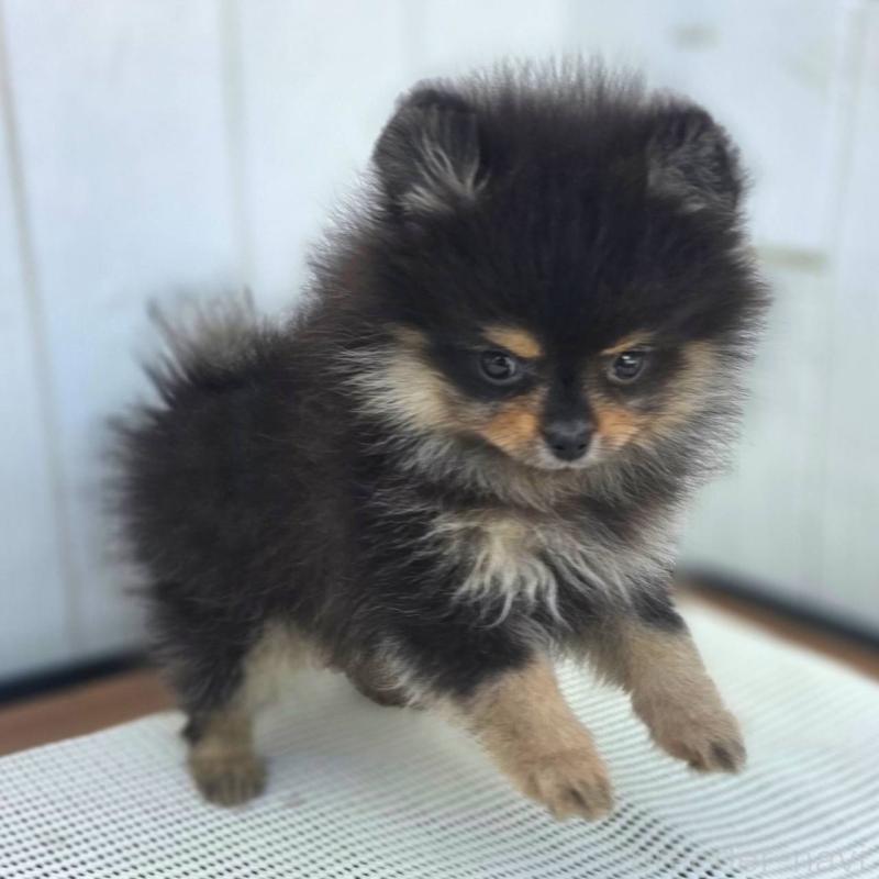 成約済の茨城県のポメラニアン-425547の2枚目