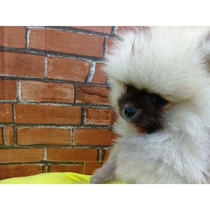 販売中の熊本県のポメラニアン-426726の2枚目