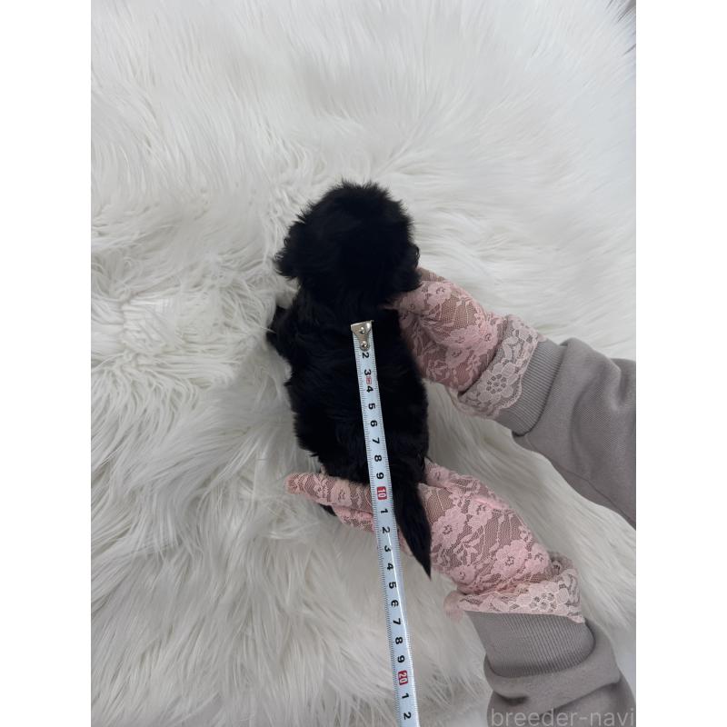 販売中の山梨県のミックス犬-429099の5枚目