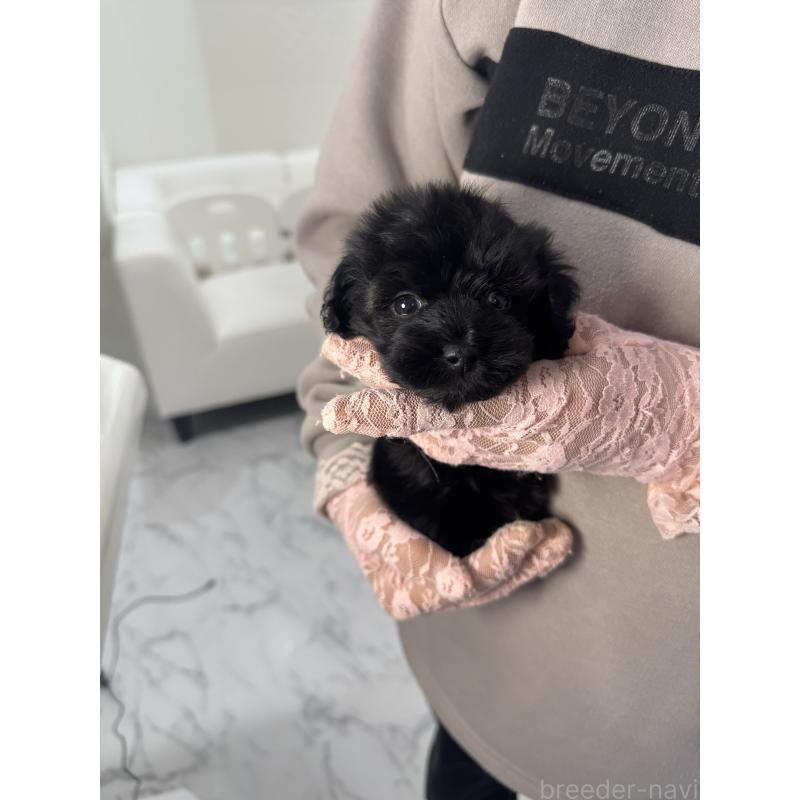 販売中の山梨県のミックス犬-429099の4枚目