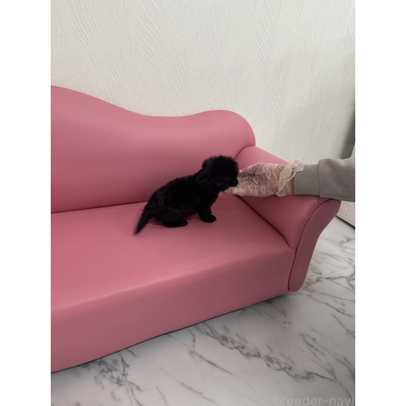 販売中の山梨県のミックス犬-429099の2枚目