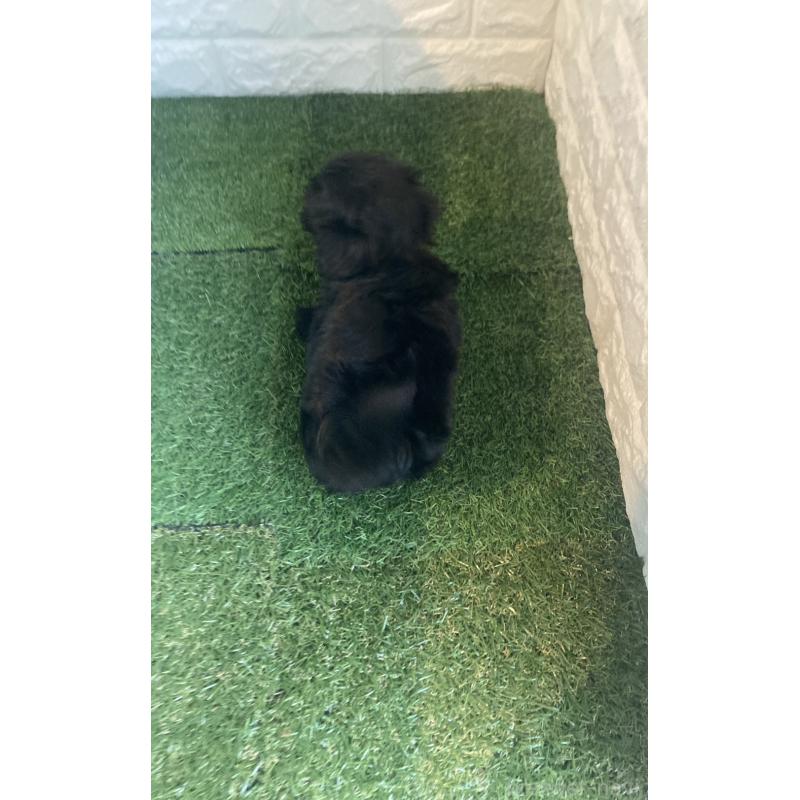 販売中の岡山県のマルプー:マルチーズ×トイプードル-429098の7枚目