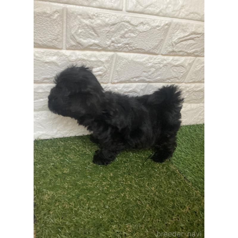 販売中の岡山県のマルプー:マルチーズ×トイプードル-429098の6枚目